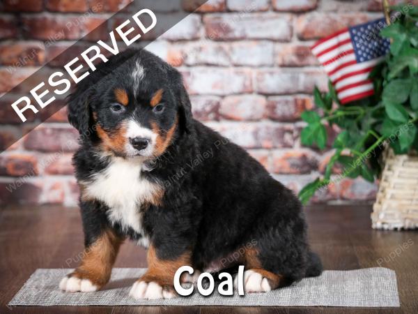 Bernese Mountain Dog puppy near Chicago Illinois