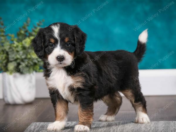 tri-colored male mini bernedoodle near Chicago Illinois