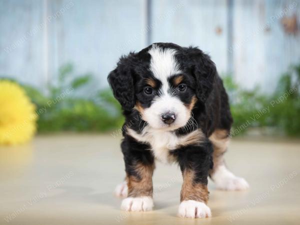 tri-colored female mini bernedoodle near Chicago Illinois