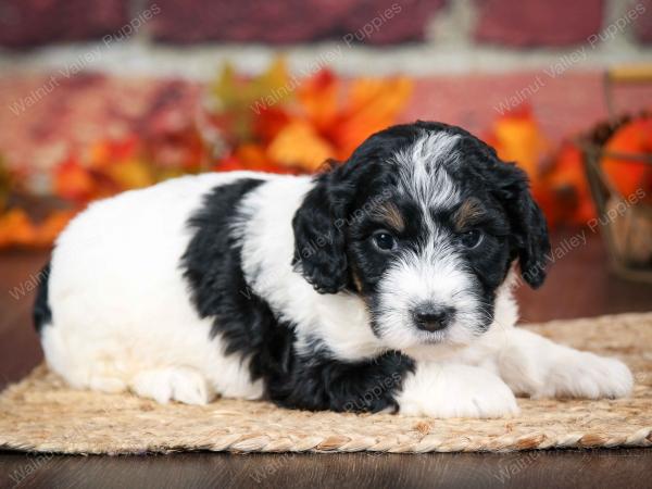 F1B male mini bernedoodle near Chicago Illinois