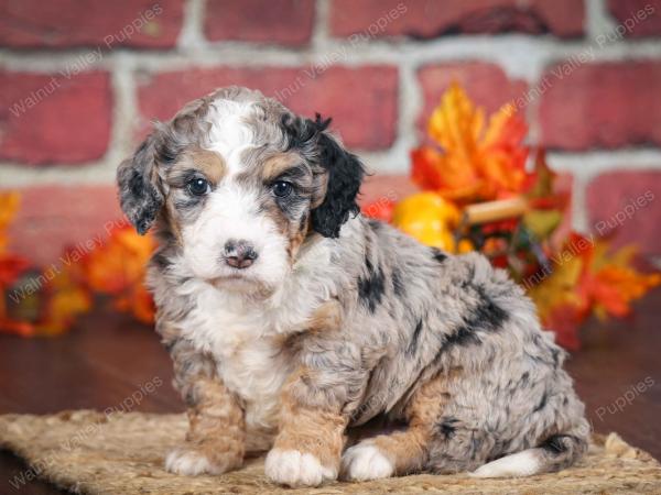 F1B male mini bernedoodle near Chicago Illinois