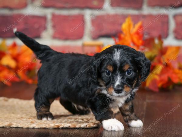 F1B male mini bernedoodle near Chicago Illinois