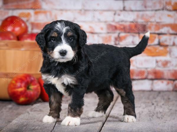 tri-colored standard bernedoodle near Chicago Illinois