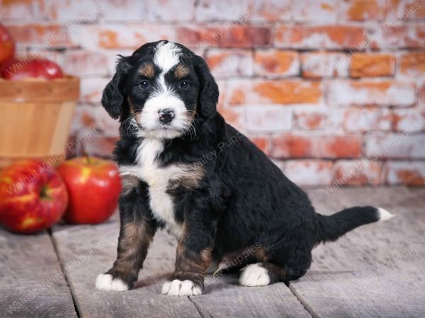 tri-colored standard bernedoodle near Chicago Illinois