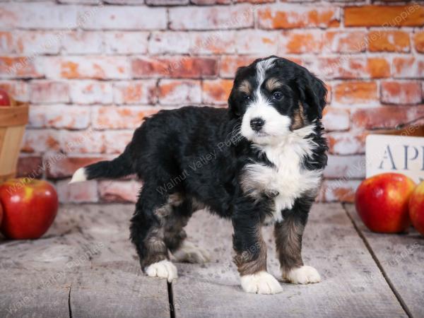 tri-colored standard bernedoodle near Chicago Illinois