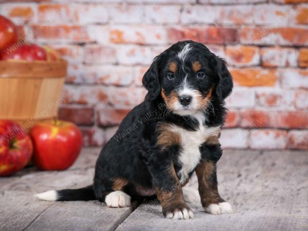 tri-colored standard bernedoodle near Chicago Illinois