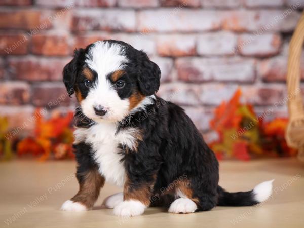 tri-colored male mini bernedoodle near Chicago Illinois