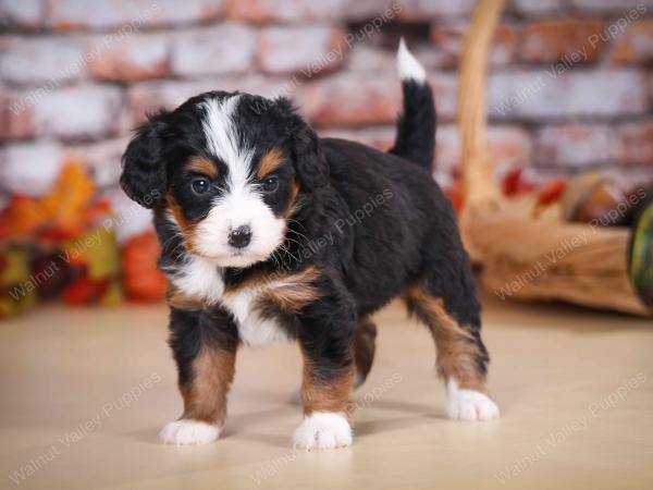 tri-colored female mini bernedoodle near Chicago Illinois