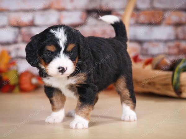 tri-colored female mini bernedoodle near Chicago Illinois