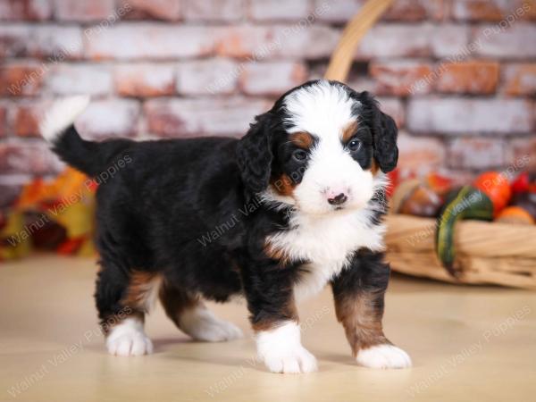 tri-colored male mini bernedoodle near Chicago Illinois