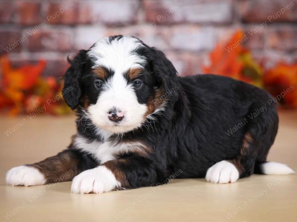 tri-colored male mini bernedoodle near Chicago Illinois