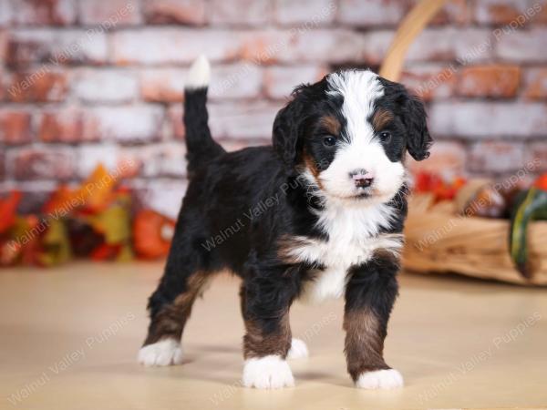 tri-colored male mini bernedoodle near Chicago Illinois