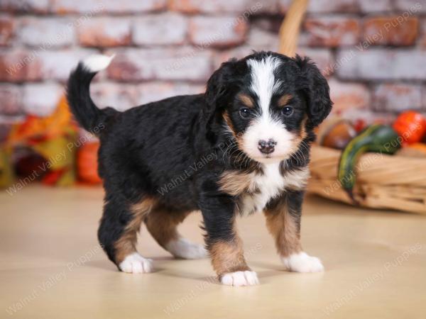 tri-colored female mini bernedoodle near Chicago Illinois