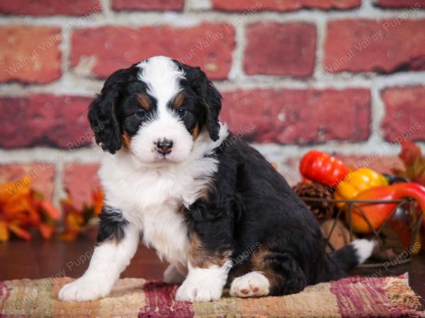 tri-colored male mini bernedoodle near Chicago Illinois