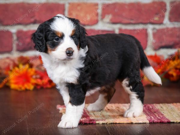 tri-colored female mini bernedoodle near Chicago Illinois