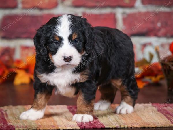 tri-colored male mini bernedoodle near Chicago Illinois