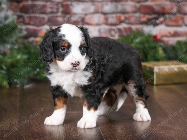 tri-colored male mini bernedoodle near Chicago Illinois