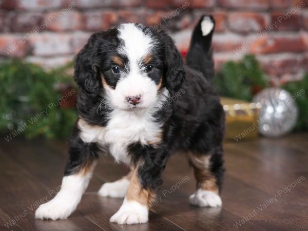 tri-colored female mini bernedoodle near Chicago Illinois