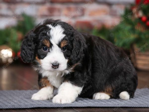 tri-colored female mini bernedoodle near Chicago Illinois