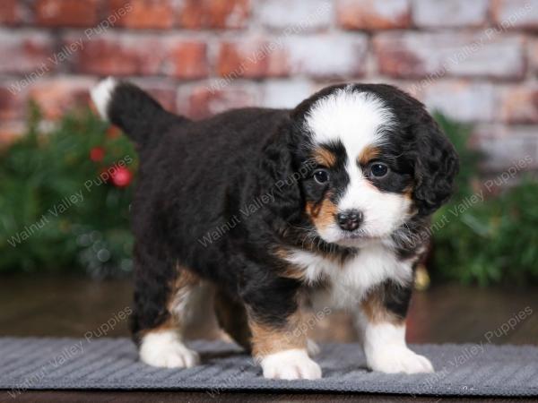 tri-colored female mini bernedoodle near Chicago Illinois