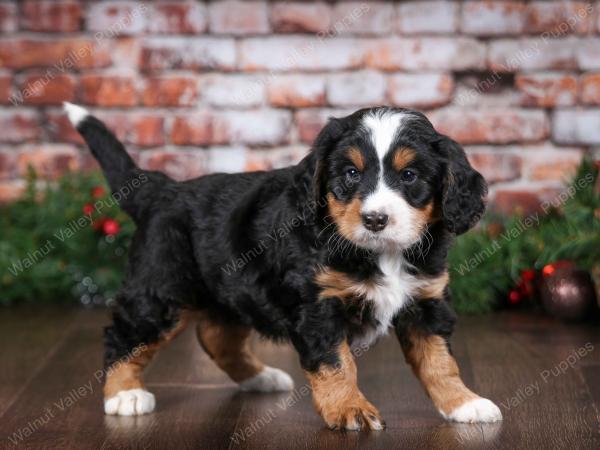 tri-colored male mini bernedoodle near Chicago Illinois