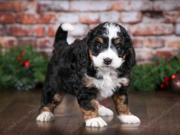 tri-colored female mini bernedoodle near Chicago Illinois