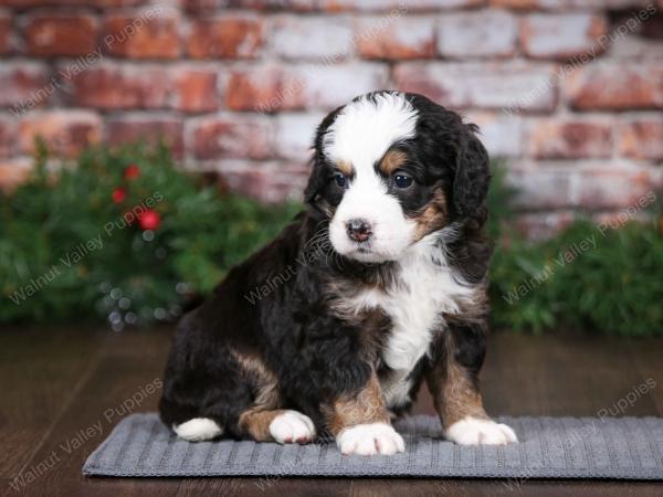 tri-colored female mini bernedoodle near Chicago Illinois