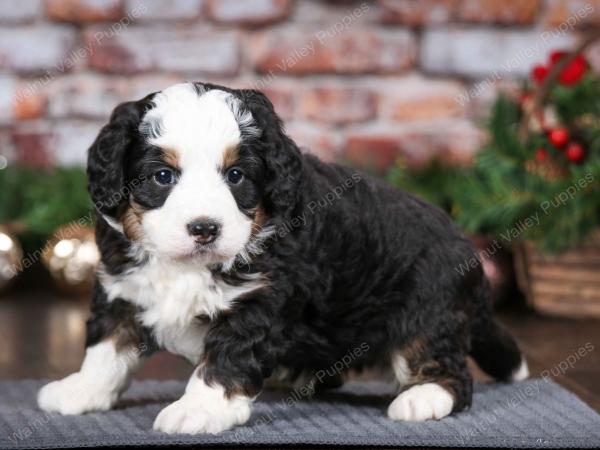 tri-colored male mini bernedoodle near Chicago Illinois