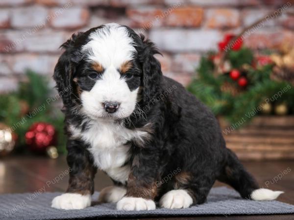 tri-colored male mini bernedoodle near Chicago Illinois