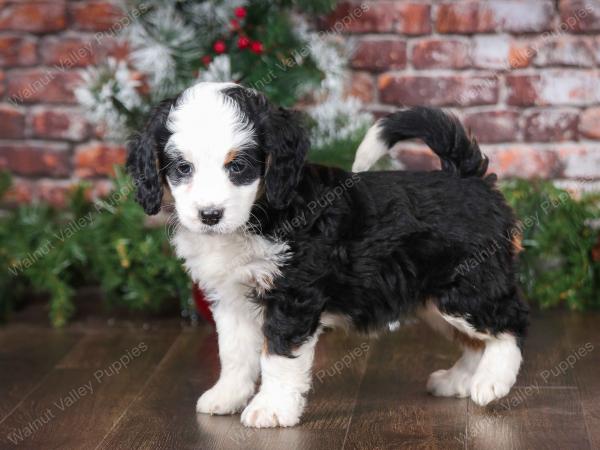 tri-colored male mini bernedoodle near Chicago Illinois