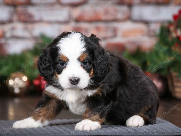 tri-colored female mini bernedoodle near Chicago Illinois