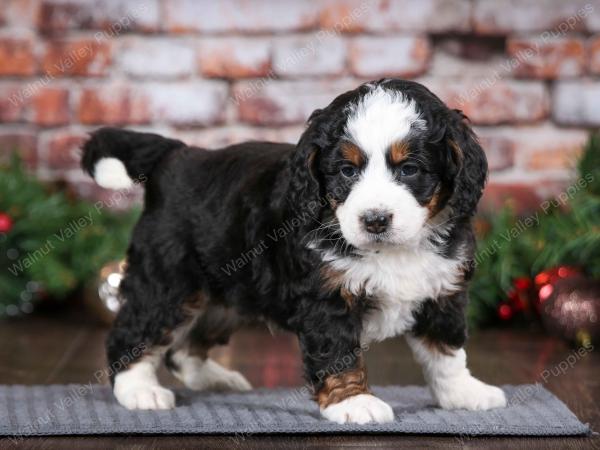 tri-colored male mini bernedoodle near Chicago Illinois