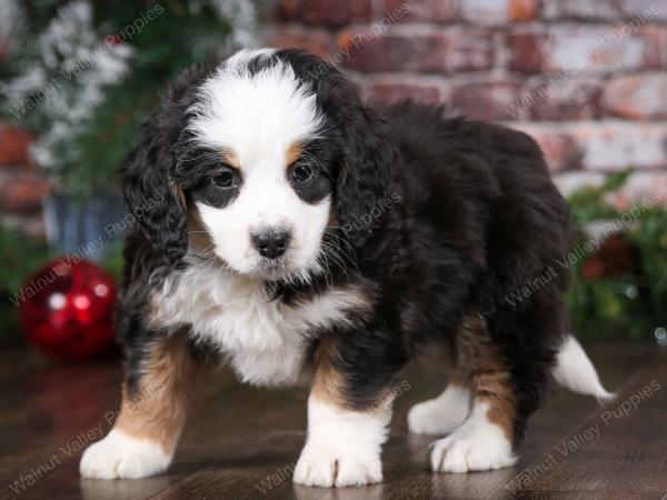 tri-colored male mini bernedoodle near Chicago Illinois