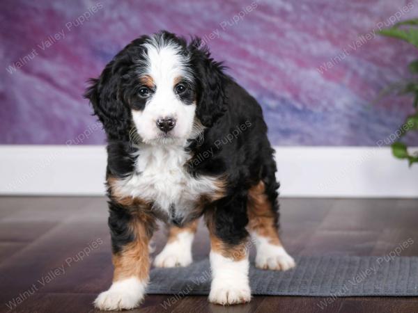 tri-colored female mini bernedoodle near Chicago Illinois