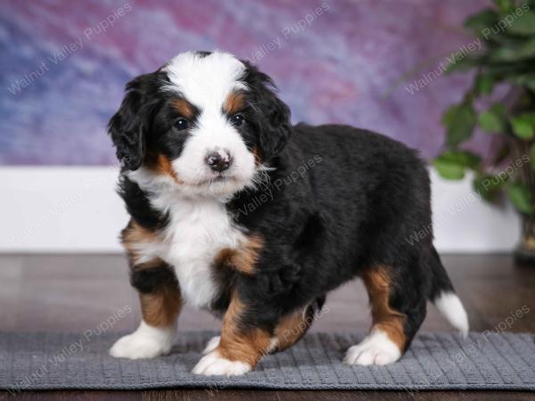 tri-colored male mini bernedoodle near Chicago Illinois