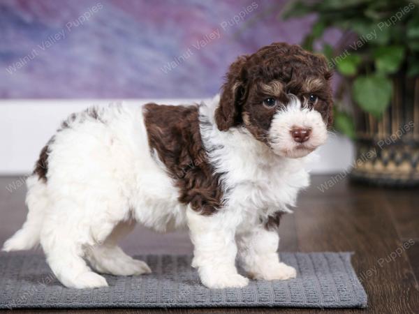 chocolate female mini bernedoodle near Chicago Illinois