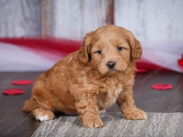 male tiny bernedoodle near Chicago Illinois