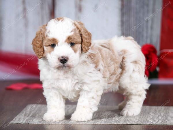 male tiny bernedoodle near Chicago Illinois