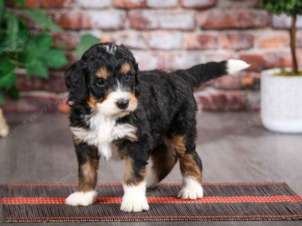 tri-colored male mini bernedoodle near Chicago Illinois