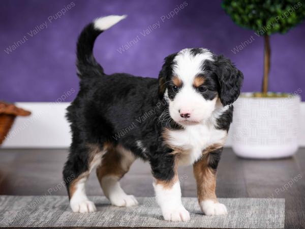 tri-colored female mini bernedoodle near Chicago Illinois