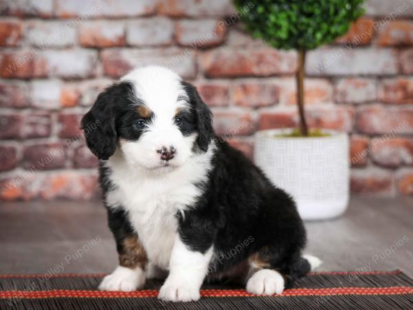 tri-colored female mini bernedoodle near Chicago Illinois