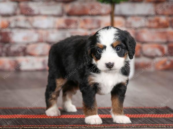 tri-colored female mini bernedoodle near Chicago Illinois