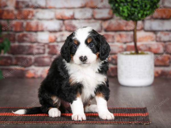 tri-colored male mini bernedoodle near Chicago Illinois