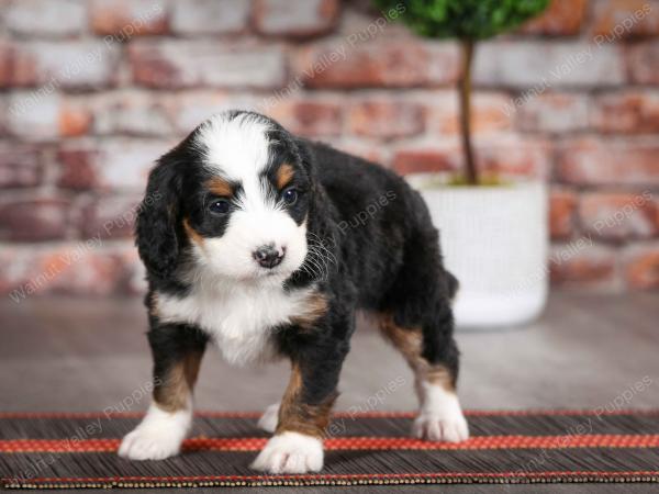 tri-colored female mini bernedoodle near Chicago Illinois