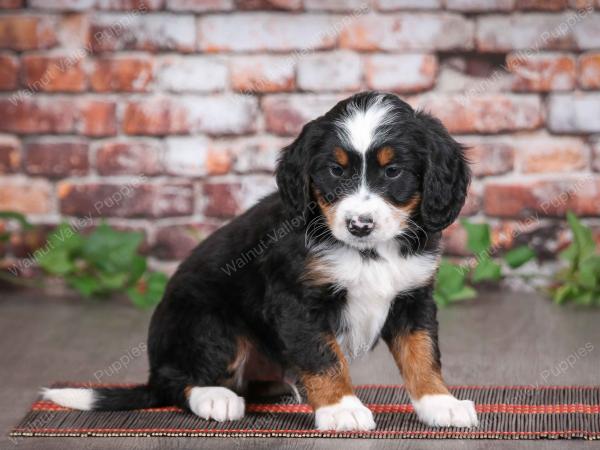 tri-colored male mini bernedoodle near Chicago Illinois