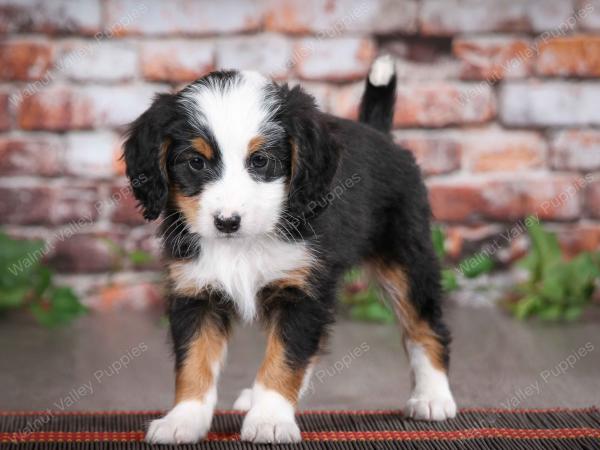 tri-colored male mini bernedoodle near Chicago Illinois