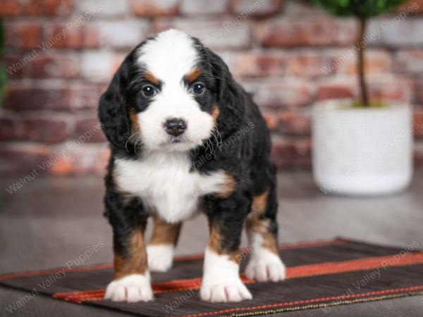 tri-colored female mini bernedoodle near Chicago Illinois