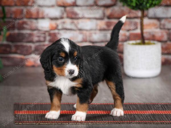 tri-colored female mini bernedoodle near Chicago Illinois