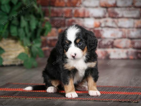 tri-colored female mini bernedoodle near Chicago Illinois