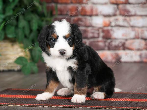 tri-colored male mini bernedoodle near Chicago Illinois